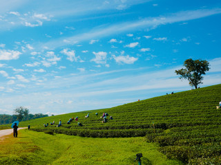 Obraz premium Workers are collecting tea on the hillside, behind the bright sky.