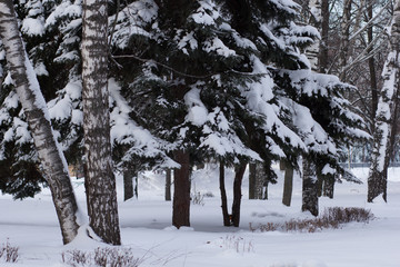 birch trees and spruce in winter park