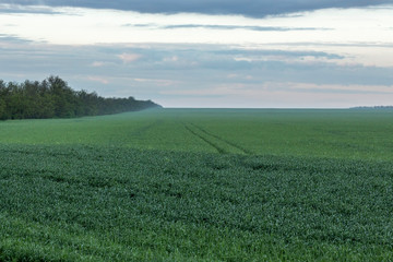 landscape of grass field