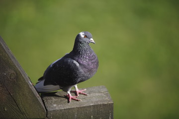 Turtel Taube auf Holz