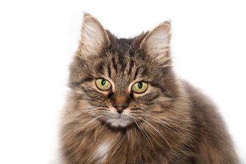 Siberian cat is looking into the camera