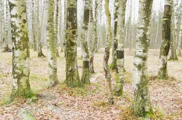 Birch grove in winter.