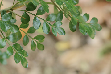 Fototapeta na wymiar Leaf Citrus lucida at garden