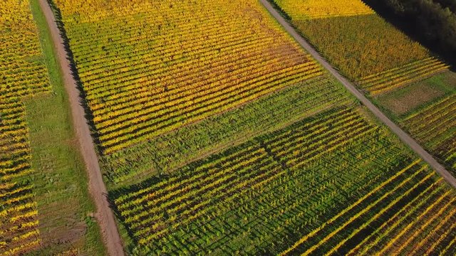 Aerial view of vineyards near Ayl in autumn, Saar River, Saar Valley, Rhineland-Palatinate, Germany