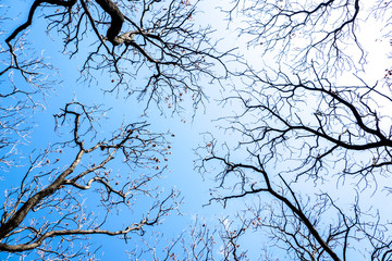 Tree branches' silhouettes and the blue sky. Tree silhouettes in winter.