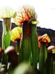 sarracenia