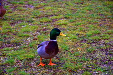beautiful ducks on the autumn pond