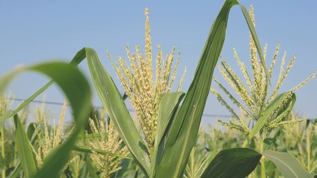 Close up corn flower in farm