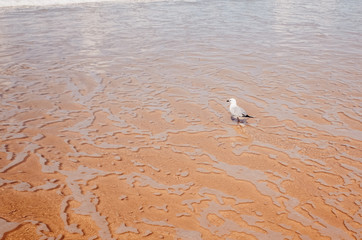 seagull on beach