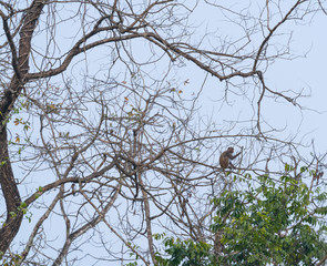 Chitwan National Park, Nepal, Asia, Unesco World Heritage Site