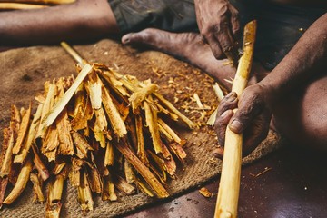 Production of the cinnamon sticks