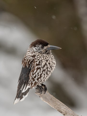 Spotted Nutcracker (Nucifraga caryocatactes) sitting on the perch