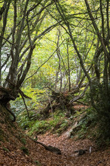 Woodland walk through the forest