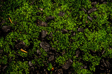 Cement Texture with moss close up