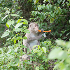 Monkey eating carrot. 