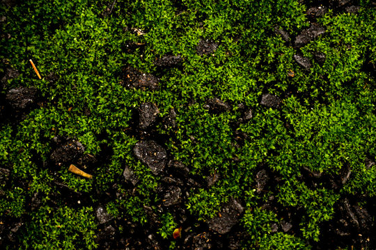 Cement Texture with moss close up