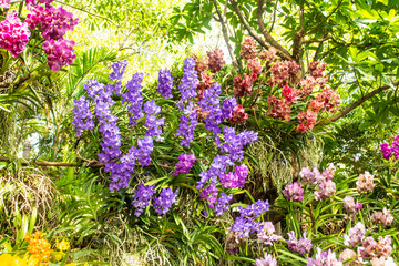 Obraz premium Beautiful orchid park has multi colors of flowers in spring season at Ratchaburi Province of Thailand