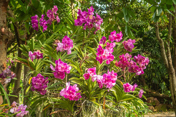 Beautiful orchid park has multi colors of flowers in spring season at Ratchaburi Province of Thailand