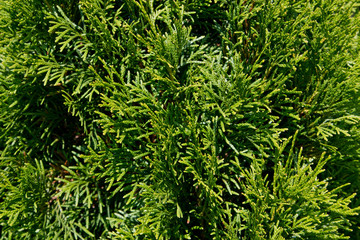 background of the branches of pine tree