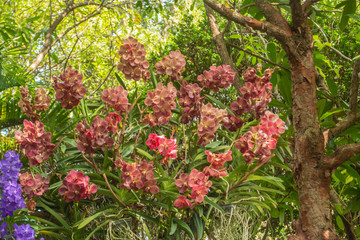 Beautiful orchid park has multi colors of flowers in spring season at Ratchaburi Province of Thailand