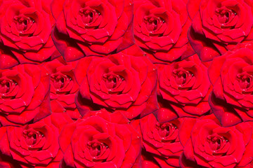 background of garden roses of red color