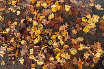 nasses Herbstlaub