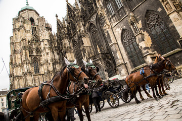 Fototapeta na wymiar Horses near Vienna Cathedral
