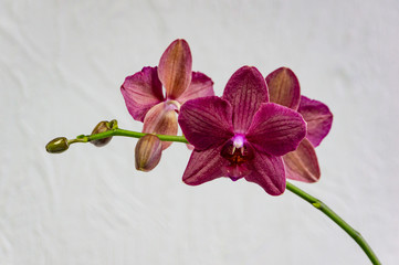Flowers of rare burgundy-colored, or dark magenta phalaenopsis orchid Destiny, or purple Moth Orchid, Phal orchid against a white wall. Selective focus.