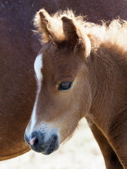 Obraz premium Shetland Pony Foal