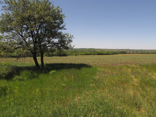 Vasylivka district, Zaporizhia region, Southern Ukraine