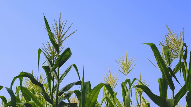 Corn flowers in farm with blue sky