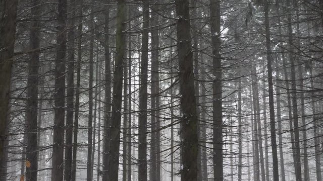 Heavy snow falling in the pine forest.