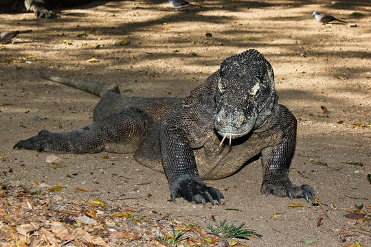 Comodo Dragon