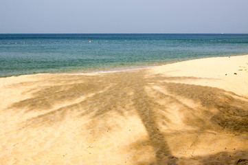 the shadow of the palm tree