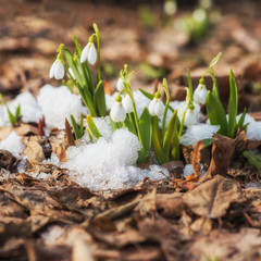 Snowdrop flowers blooming from snow in early spring. - 246369247