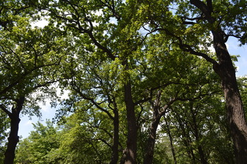 tree in the park