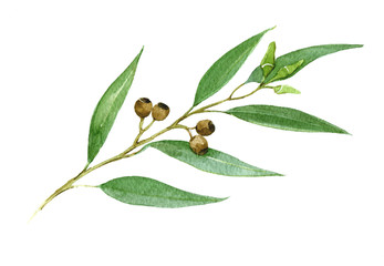 Obraz premium Green eucalyptus. Watercolor illustration isolated on white background