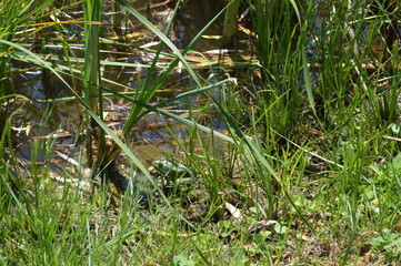 green grass in the park