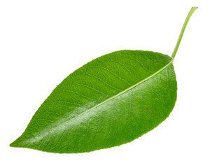 Fototapeta na wymiar Pears leaves isolated on white