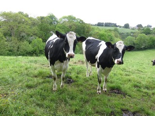 Cows in meadows