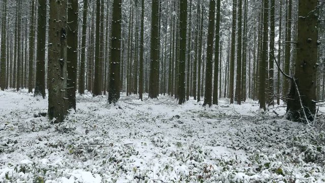 Snow covered conifer forest in winter, Serrig, Saar Valley, Rhineland-Palatinate, Germany, Europe