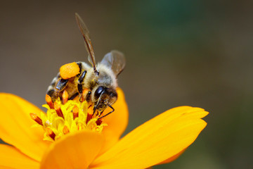 Image of bee or honeybee on yellow flower collects nectar. Golden honeybee on flower pollen. Insect. Animal