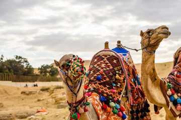 Camels near the great pyramids in Giza, Egypt