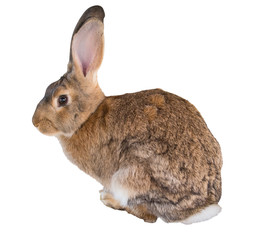 brown rabbit with pink ears