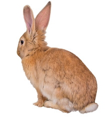 brown fluffy rabbit on white
