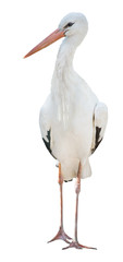 isolated on white standing stork © Alexander Potapov