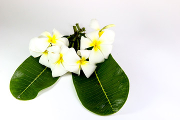 Plumeria Close Up