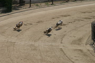 Greyhound race in Spain