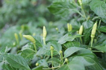 green chilli herb in the garden