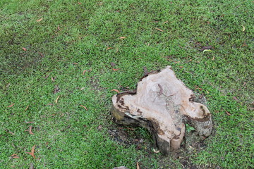 Naklejka premium cut tree